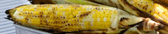 Corn on the Cob